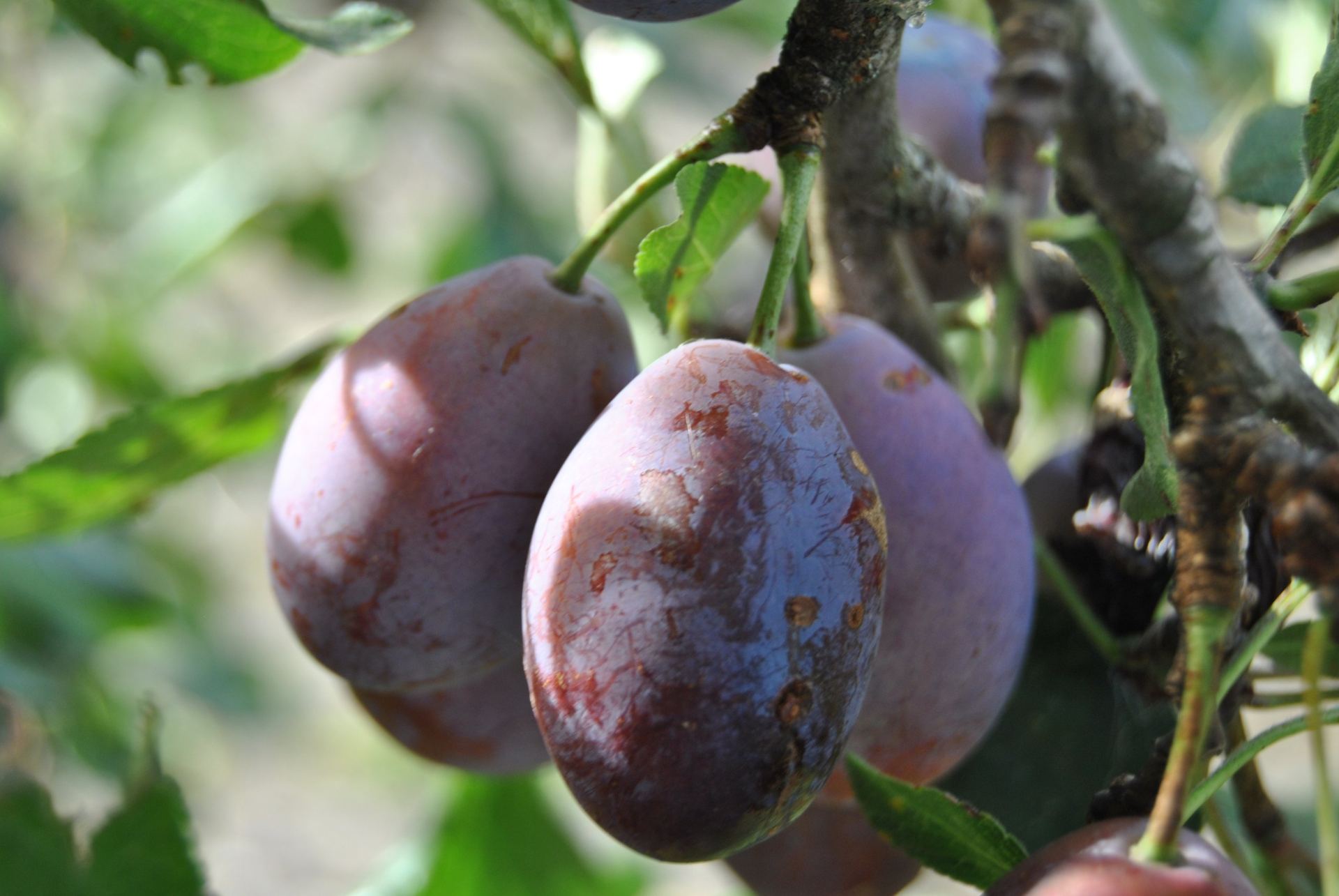 Prunes d'ente sur la branche